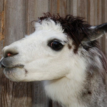 AlpacaImg