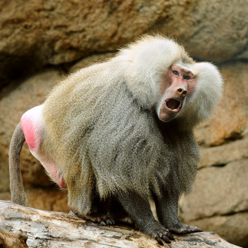HamadryasBaboonImg