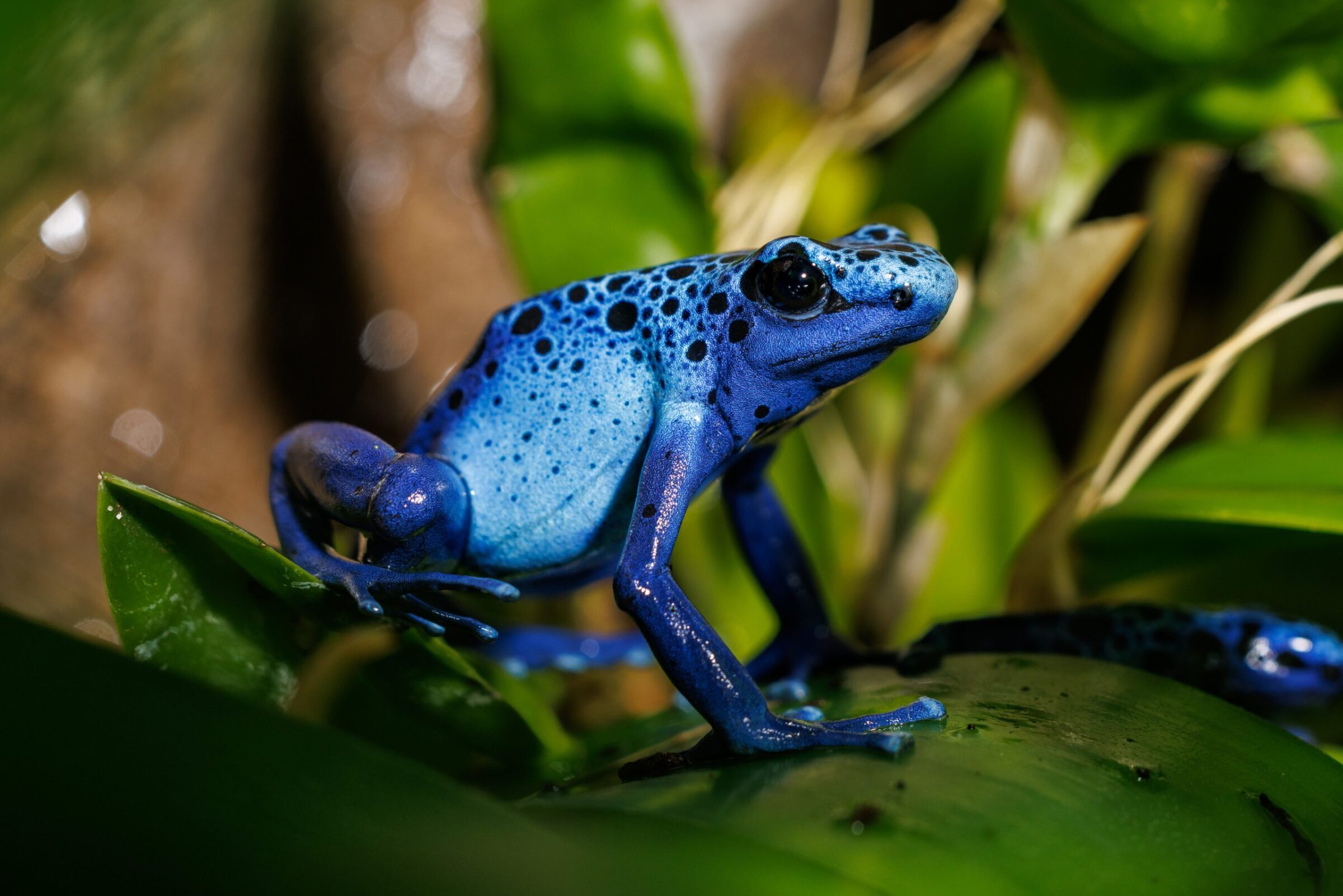 Dart Frog