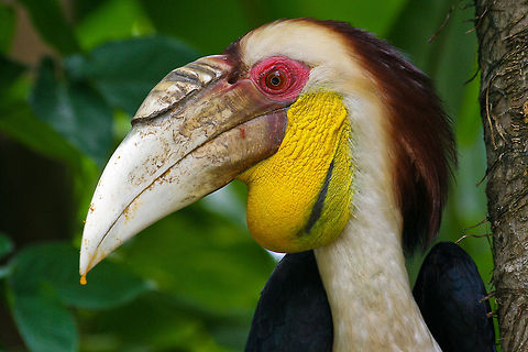 Hornbill