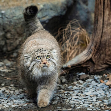 PallasCatImg