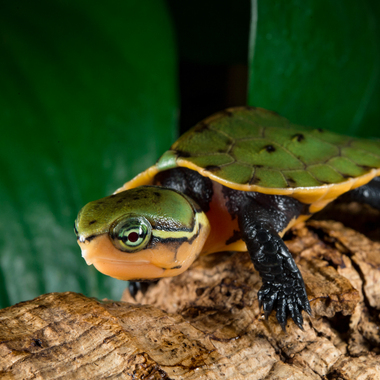 Turtle